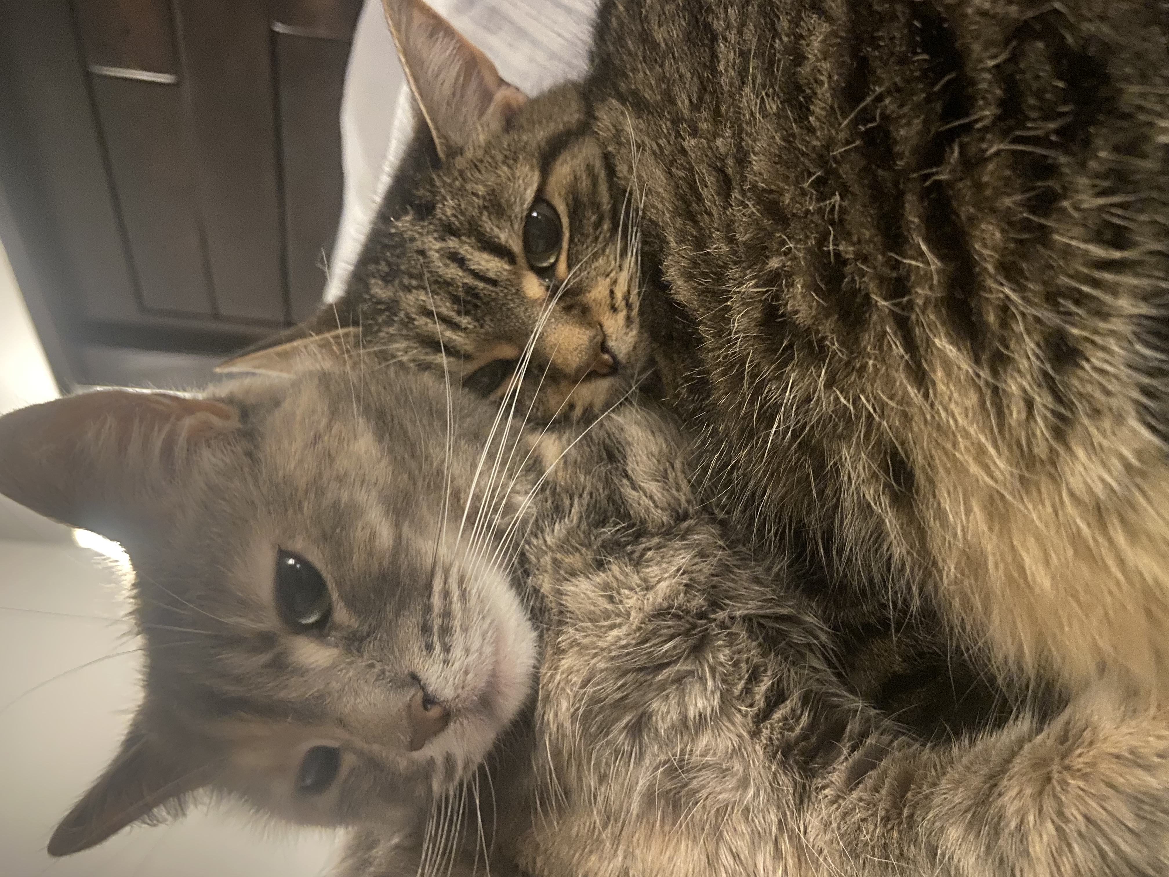 Meeka and Callie